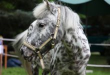 Schlosshotel Gaußig